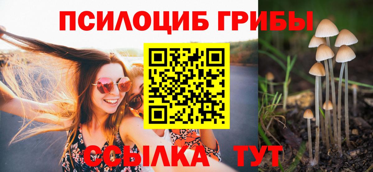 Псилоцибиновые грибы Cubensis Курчалой